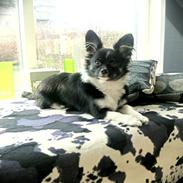 Blanding af racer Covo