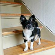 Blanding af racer Covo