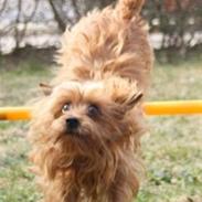 Blanding af racer Misti