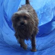 Blanding af racer Misti