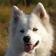 Samojedhund Fnug 