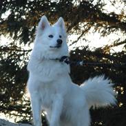 Samojedhund Fnug 