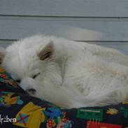 Samojedhund Fnug 