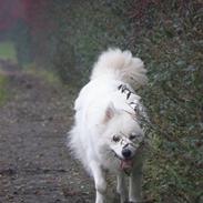 Samojedhund Fnug 