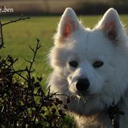 Samojedhund Fnug 