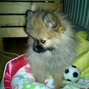 Pomeranian Mocca