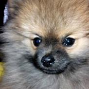 Pomeranian Mocca