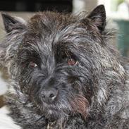 Cairn terrier Louis