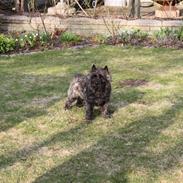 Cairn terrier Louis