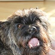 Cairn terrier Louis