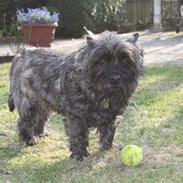 Cairn terrier Louis