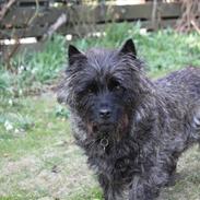Cairn terrier Louis