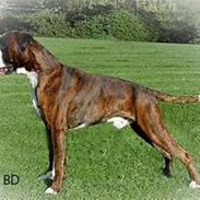 Boxer Damkjær's Milo