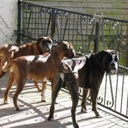 Boxer Damkjær's Milo