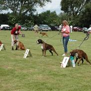 Boxer Damkjær's Milo