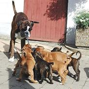 Boxer Damkjær's Milo