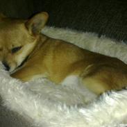 Blanding af racer Pyt