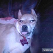 Blanding af racer Pyt