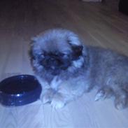 Pekingeser Manse