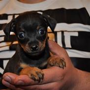 Dvaergpinscher Rico