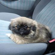 Pekingeser Manse