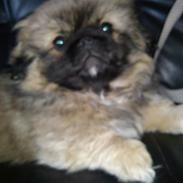 Pekingeser Manse