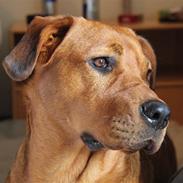 Rhodesian ridgeback Tika