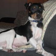 Dansk svensk gaardhund Holger