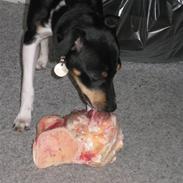 Dansk svensk gaardhund Holger