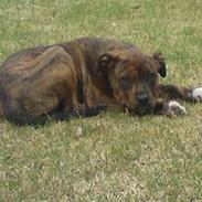 Blanding af racer tessa