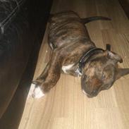 Blanding af racer tessa