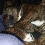 Blanding af racer tessa