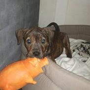 Blanding af racer tessa