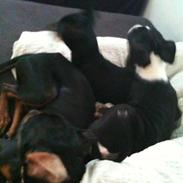 Dvaergpinscher Pappy <3