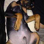 Dvaergpinscher Pappy <3