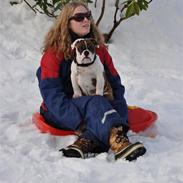 Engelsk bulldog Berta