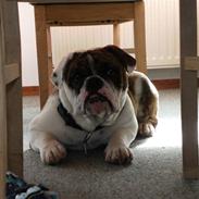 Engelsk bulldog Berta