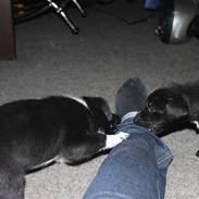 Blanding af racer Lillefod's Baxter