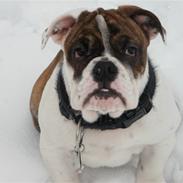 Engelsk bulldog Berta