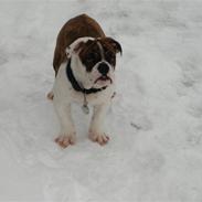 Engelsk bulldog Berta