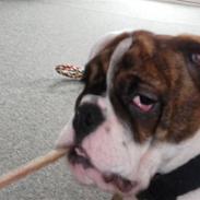 Engelsk bulldog Berta