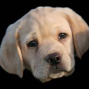 Labrador retriever Mille