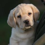 Labrador retriever Mille