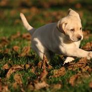 Labrador retriever Mille