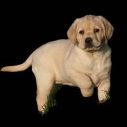 Labrador retriever Mille