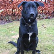 Blanding af racer Viktor