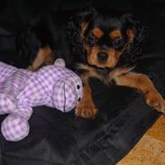 Cavalier king charles spaniel Cavalierbyen Betty Boop