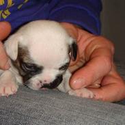 Blanding af racer Fiona ( Fransk Bulldog - Chihauhau) Bullhauhau.