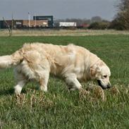 Golden retriever Sea Pimpernel Paperboy