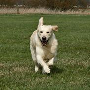 Golden retriever Sea Pimpernel Paperboy